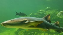 Skip the Line: Santa Marta Marine World Aquarium Admission Ticket and Guide