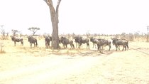3-Day Safari Trip to Masai Mara National Reserve from Nairobi