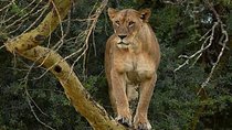 Day Tour Nairobi to the Lake Nakuru National Park