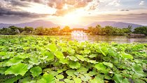 Private Tour Hangzhou West Lake and Tea Fields Discovery
