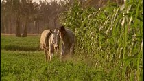 Half-Day Trip to Egyptian Green Farm from Cairo with Breakfast