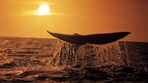Whale Watching in Hermanus (landbased)