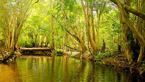 Private Half Day Tour: World Heritage Rainforest & Waterfall