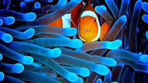 5-Day Best of Cairns with Daintree, Kuranda, and Great Barrier Reef
