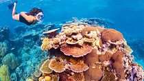 6-Day Best of Cairns Including the Great Barrier Reef, Kuranda and the Daintree Rainforest