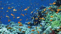 Tiran Island Full Day Sea Cruise with Snorkeling and Lunch