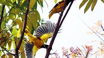 River Cruise for Birds Watching in Galle