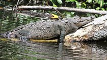Private YS Falls and Black River Safari from Falmouth
