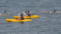 Sea Kayak and Cape Point Private Tour from Cape Town
