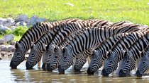 2-Nights 5-star Sanbona Game Reserve with private transfers to and from Sanbona