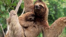 Manuel Antonio National park, PRIVATE day tour from jaco