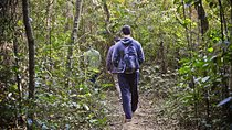 Private 4-hour Ecotour to Cantareira or Jaraguá Forest Reserve