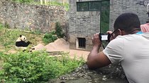 All-Inclusive Chengdu Private Tour of Panda Base and Optional Sightseeing
