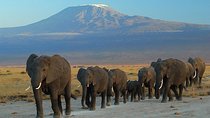 7 days safari to Masai Mara Nakuru ,Naivasha and Amboseli parks