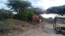 12 Days Kenya and Tanzania Budget Private Safari from Nairobi