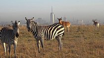 Early Morning Half Day Mini Safari To Nairobi National Park