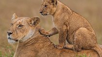 3 days Maasai Mara Luxury Safari