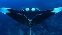 Full-Day Koh Bon Scuba Diving from Phuket