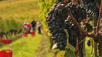 Brunello and Nobile, Wine Lover Tour Montalcino and Montepulciano
