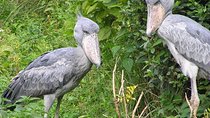 1 Day Mabamba swamp bird watching trip