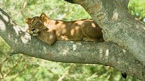 9 Best of Uganda gorilla and wildlife safari