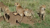 4-Day Kidepo Wild Life Safari