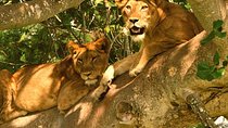 5 Days Bwindi gorilla trekking and Queen Elizabeth safari