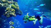 Lanai Snorkel and Dolphin Watch from Maalaea