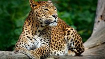 Wild Wonders & Hidden Temples from Hikkaduwa (2 Days)