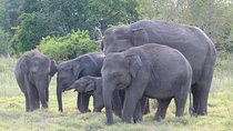 Wildlife and World Heritage Tour from Hikkaduwa (2 Days)