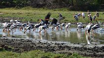 Wild Wonders and Hidden Temples from Bentota (2 Days)
