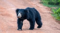Wild Wonders and Sacred Spaces Tour from Hikkaduwa (2 Days)