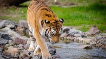 Corbett Wildlife Safari Tour with Kumaon Hill Station