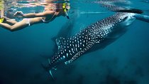 Whale-Shark Snorkeling Excursion to La Paz