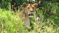 6-Day Safari in Tanzania's Northern Parks