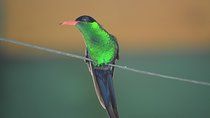 Bird Watching Tour in St Lucia