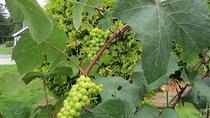 The Fraser Valley Winery Tour