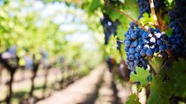 Pompeii Private Half Day with Hotel Pickup & Lunch at Winefarm