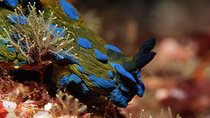 Full-Day (2 dives) Scuba Diving at Goat Island Marine Reserve
