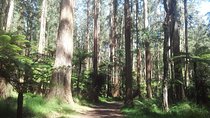 Dandenong Ranges Private Day Tour