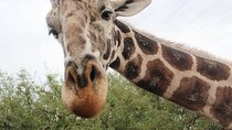Out of Africa Wildlife Park Admission Ticket