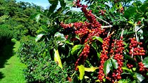 Blue Mountain Coffee Tour from Ocho Rios