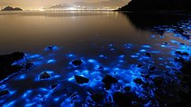 Luminous Lagoon Small Group Tour from Ocho Rios