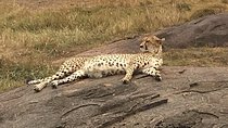 Kenya safari: Maasai Mara, Naivasha, Nakuru & Amboseli Safari