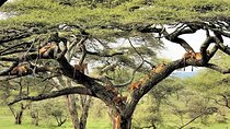 8day Best of Tanzania Wildlife Lodge Safari