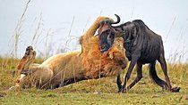 Daily Departures: 4 Day Masai Mara Camping Guided Safari From Nairobi