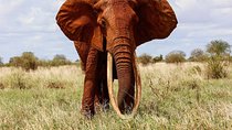Private 2-Day Tsavo East National Park Safari From Mombasa