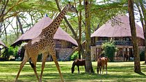 5 Days Hell's Gate, L. Naivasha, L. Nakuru & Masai Mara Luxury Safari