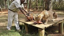 Nairobi Animal Orphanage, Safari Walk & Bomas Cultural Dance Show