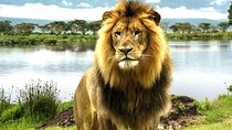 4 Day Masai Mara & Lake Nakuru Group Joining Camping Safari - Daily Departures